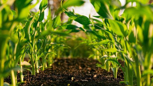 3 Misconceptions About Planting Season